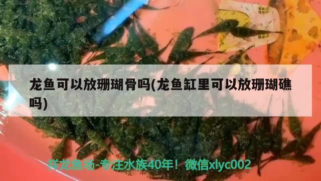 龍魚可以放珊瑚骨嗎(龍魚缸里可以放珊瑚礁嗎) 龍魚百科