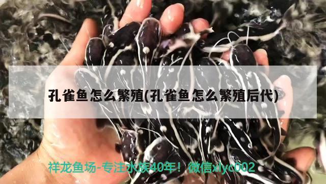 孔雀魚怎么繁殖(孔雀魚怎么繁殖后代) 觀賞魚