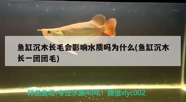 魚缸沉木長(zhǎng)毛會(huì)影響水質(zhì)嗎為什么(魚缸沉木長(zhǎng)一團(tuán)團(tuán)毛) 龍鳳鯉魚