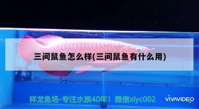 三間鼠魚怎么樣(三間鼠魚有什么用) 三間鼠魚