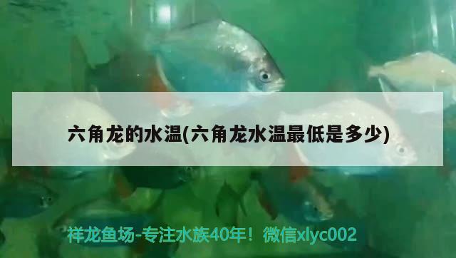 六角龍的水溫(六角龍水溫最低是多少) 觀賞魚