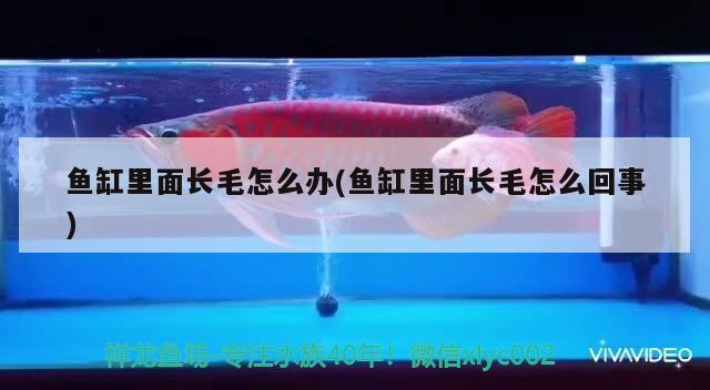 魚缸里面長毛怎么辦(魚缸里面長毛怎么回事)