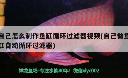 自己怎么制作魚缸循環(huán)過濾器視頻(自己做魚缸自動循環(huán)過濾器) 銀龍魚