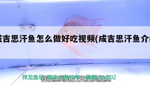 成吉思汗魚(yú)怎么做好吃視頻(成吉思汗魚(yú)介紹) 觀賞魚(yú)