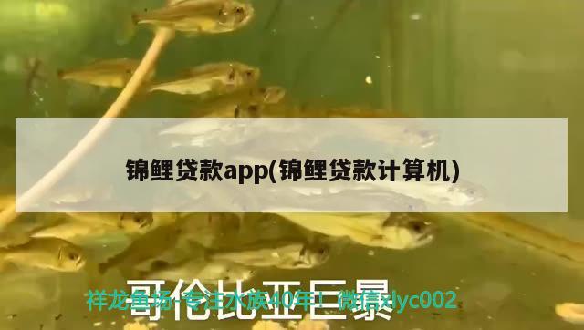 錦鯉貸款app(錦鯉貸款計(jì)算機(jī)) 觀賞魚