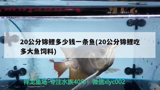 20公分錦鯉多少錢一條魚(20公分錦鯉吃多大魚飼料) 觀賞魚