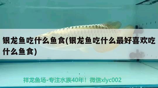 銀龍魚吃什么魚食(銀龍魚吃什么最好喜歡吃什么魚食)