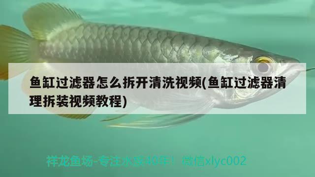 魚(yú)缸過(guò)濾器怎么拆開(kāi)清洗視頻(魚(yú)缸過(guò)濾器清理拆裝視頻教程)