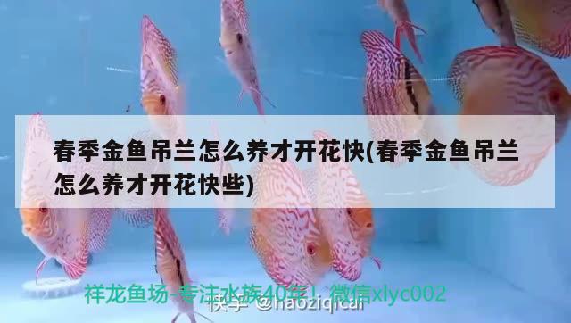 春季金魚吊蘭怎么養(yǎng)才開花快(春季金魚吊蘭怎么養(yǎng)才開花快些) 觀賞魚