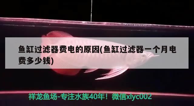 魚缸過濾器費電的原因(魚缸過濾器一個月電費多少錢) 白子銀龍苗（黃化銀龍苗）