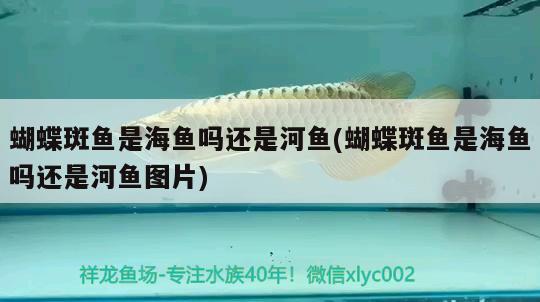 蝴蝶斑魚是海魚嗎還是河魚(蝴蝶斑魚是海魚嗎還是河魚圖片)