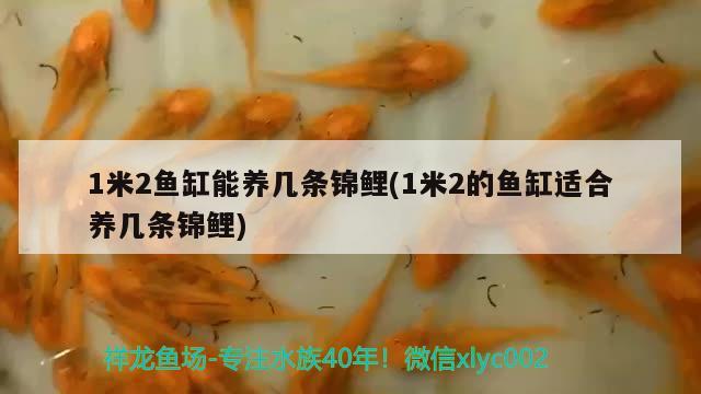 1米2魚缸能養(yǎng)幾條錦鯉(1米2的魚缸適合養(yǎng)幾條錦鯉)