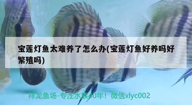 寶蓮燈魚太難養(yǎng)了怎么辦(寶蓮燈魚好養(yǎng)嗎好繁殖嗎) 觀賞魚