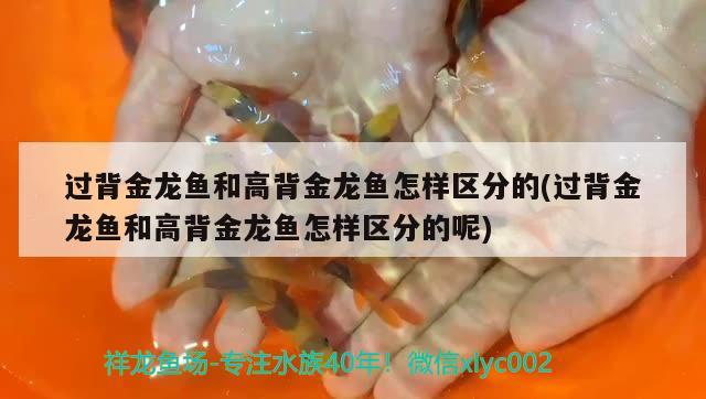 過背金龍魚和高背金龍魚怎樣區(qū)分的(過背金龍魚和高背金龍魚怎樣區(qū)分的呢) 高背金龍魚