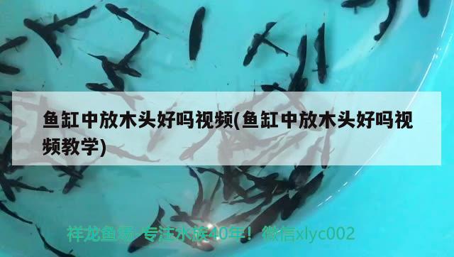 魚缸中放木頭好嗎視頻(魚缸中放木頭好嗎視頻教學(xué)) iwish愛唯希品牌魚缸