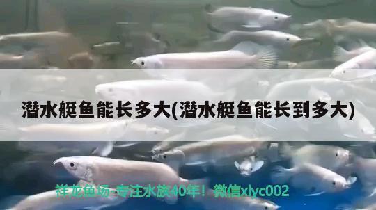 潛水艇魚能長多大(潛水艇魚能長到多大) 潛水艇魚