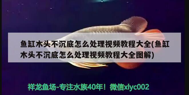 魚缸木頭不沉底怎么處理視頻教程大全(魚缸木頭不沉底怎么處理視頻教程大全圖解)