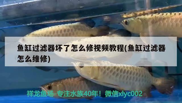 魚(yú)缸過(guò)濾器壞了怎么修視頻教程(魚(yú)缸過(guò)濾器怎么維修) 一眉道人魚(yú)苗