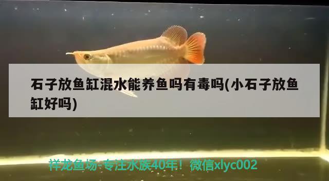 石子放魚缸混水能養(yǎng)魚嗎有毒嗎(小石子放魚缸好嗎) 龍魚批發(fā)