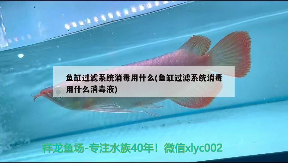 魚缸過濾系統消毒用什么(魚缸過濾系統消毒用什么消毒液) 喂食器