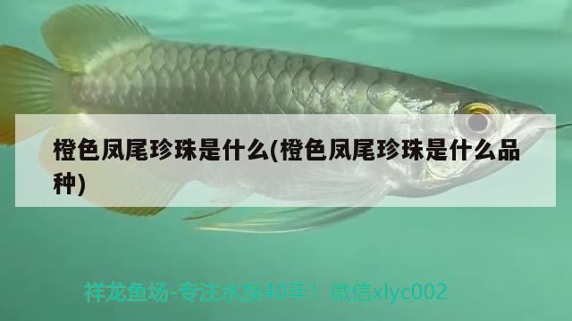 橙色鳳尾珍珠是什么(橙色鳳尾珍珠是什么品種)