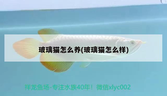 玻璃貓怎么養(yǎng)(玻璃貓怎么樣) 觀賞魚