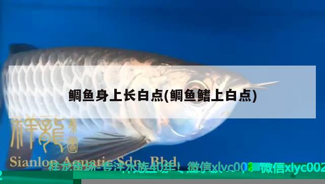 魚缸里放木頭有什么用(魚缸里放木頭有什么講究) 觀賞龜/鱉飼料