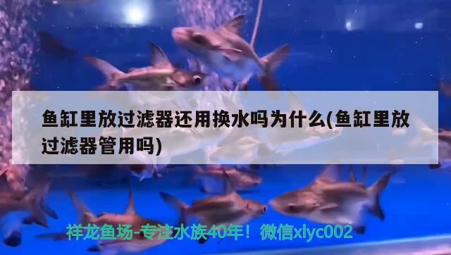 魚缸里放過濾器還用換水嗎為什么(魚缸里放過濾器管用嗎)