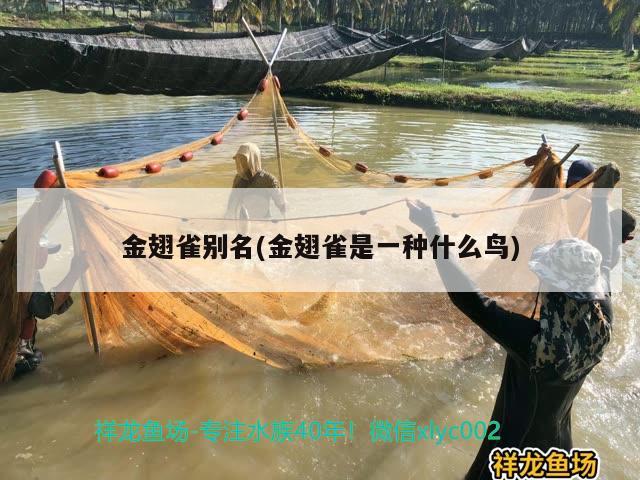 金翅雀別名(金翅雀是一種什么鳥) 觀賞魚