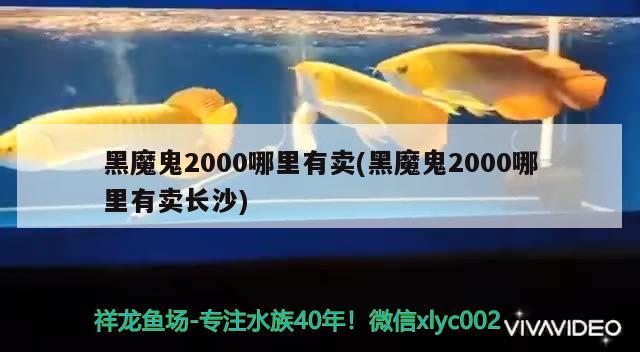 黑魔鬼2000哪里有賣(黑魔鬼2000哪里有賣長沙) 觀賞魚