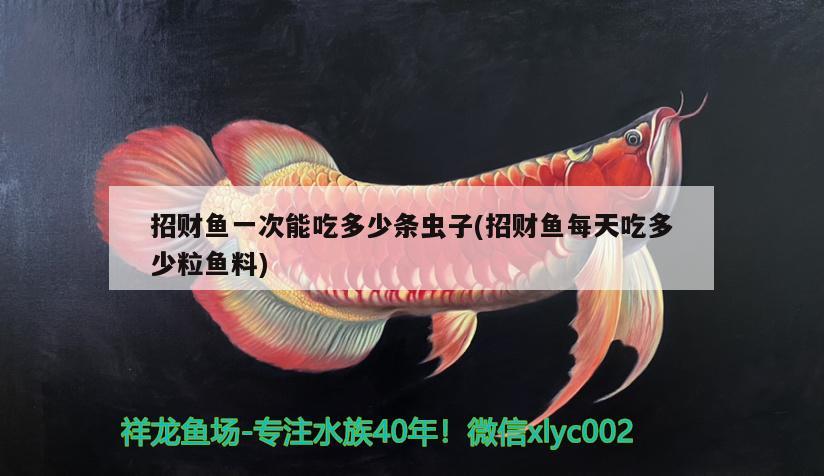 招財(cái)魚一次能吃多少條蟲子(招財(cái)魚每天吃多少粒魚料)