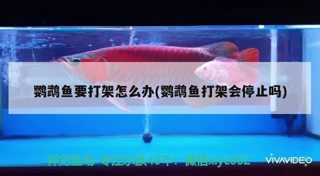 鸚鵡魚要打架怎么辦(鸚鵡魚打架會停止嗎)