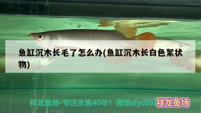 魚缸沉木長毛了怎么辦(魚缸沉木長白色絮狀物)