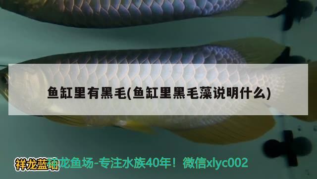 魚(yú)缸里有黑毛(魚(yú)缸里黑毛藻說(shuō)明什么) 祥龍傳奇品牌魚(yú)缸 第2張