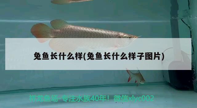 兔魚長什么樣(兔魚長什么樣子圖片) 觀賞魚