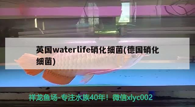 英國waterlife硝化細(xì)菌(德國硝化細(xì)菌) 硝化細(xì)菌