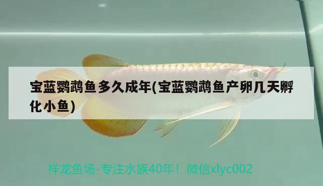 寶藍(lán)鸚鵡魚多久成年(寶藍(lán)鸚鵡魚產(chǎn)卵幾天孵化小魚) 鸚鵡魚