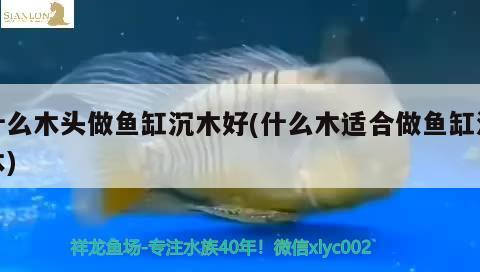 什么木頭做魚缸沉木好(什么木適合做魚缸沉木)