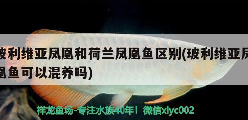 玻利維亞鳳凰和荷蘭鳳凰魚區(qū)別(玻利維亞鳳凰魚可以混養(yǎng)嗎)