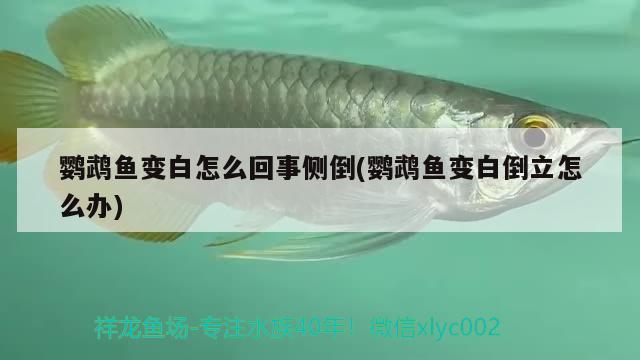 鸚鵡魚變白怎么回事側倒(鸚鵡魚變白倒立怎么辦)