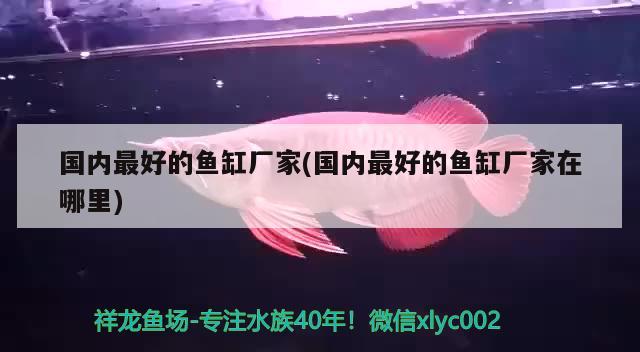 國(guó)內(nèi)最好的魚缸廠家(國(guó)內(nèi)最好的魚缸廠家在哪里) 黃寬帶蝴蝶魚