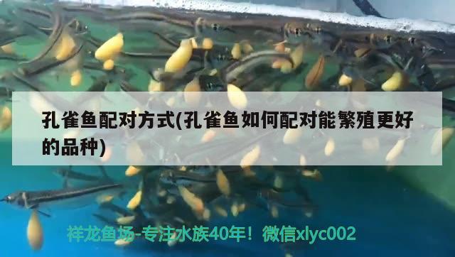 孔雀魚配對方式(孔雀魚如何配對能繁殖更好的品種) 觀賞魚