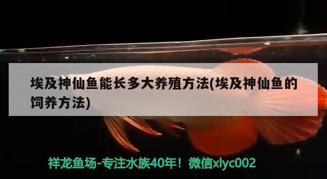 埃及神仙魚能長多大養(yǎng)殖方法(埃及神仙魚的飼養(yǎng)方法) 埃及神仙魚