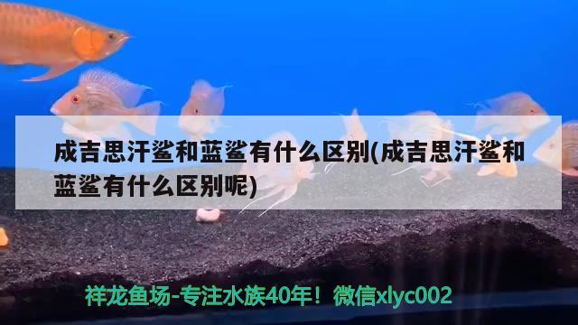 成吉思汗鯊和藍鯊有什么區(qū)別(成吉思汗鯊和藍鯊有什么區(qū)別呢)