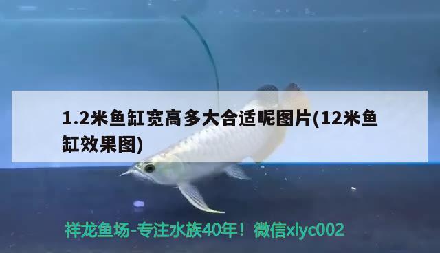 1.2米魚(yú)缸寬高多大合適呢圖片(12米魚(yú)缸效果圖)