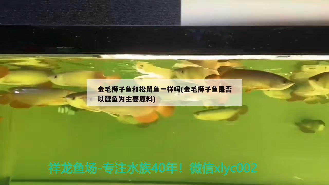 金毛獅子魚和松鼠魚一樣嗎(金毛獅子魚是否以鯉魚為主要原料) 觀賞魚