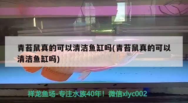 青苔鼠真的可以清潔魚缸嗎(青苔鼠真的可以清潔魚缸嗎) 觀賞魚