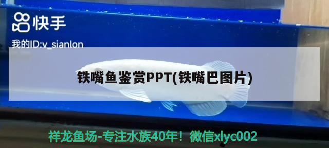 鐵嘴魚鑒賞PPT(鐵嘴巴圖片)