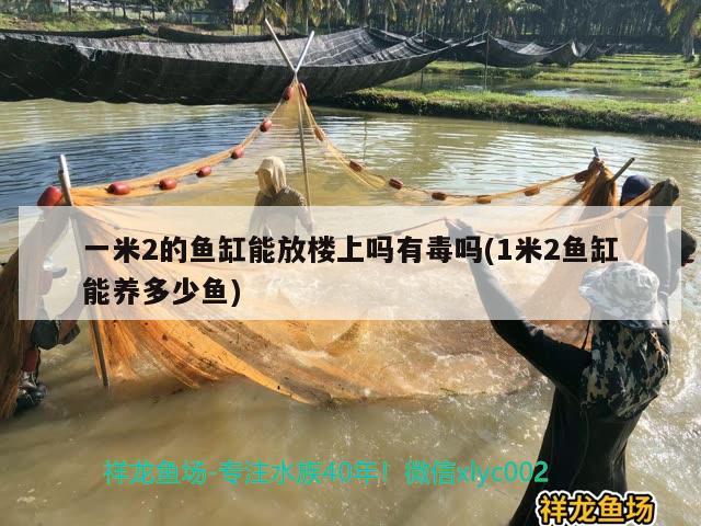 一米2的魚(yú)缸能放樓上嗎有毒嗎(1米2魚(yú)缸能養(yǎng)多少魚(yú))