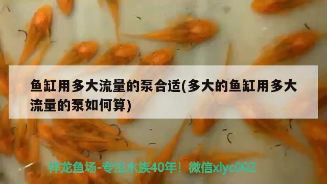 魚缸用多大流量的泵合適(多大的魚缸用多大流量的泵如何算)